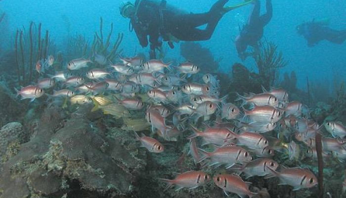 mergulho-em-florianópolis-prxfr44pp2s89y5pnfz6o25shzo8tnyty0wdvo68ww