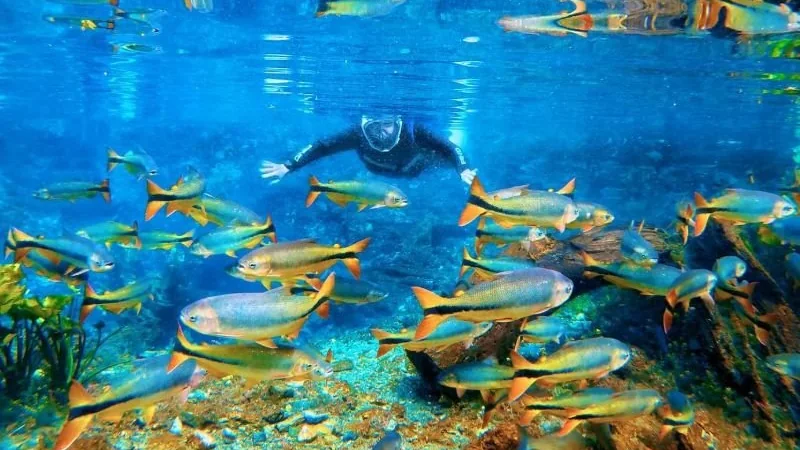 Bonito (MS)