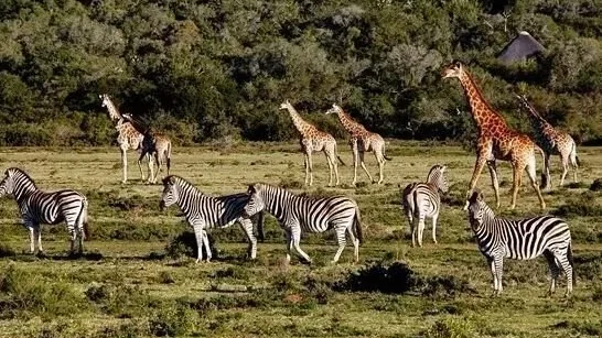 Safari na África